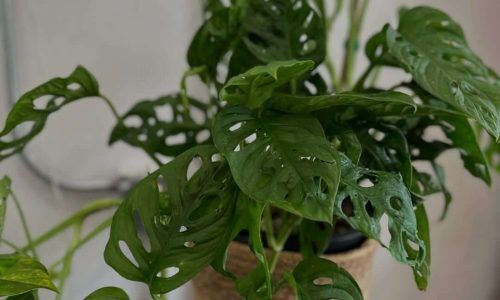 476546359_17917714449058778_673550519243366545_n (1)