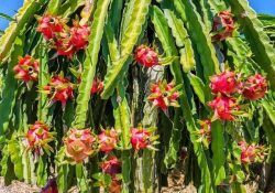 476794631_965048595602608_9181347612881320269_n (1)