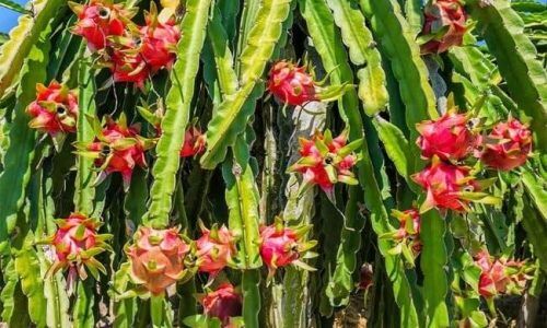 476794631_965048595602608_9181347612881320269_n (1)