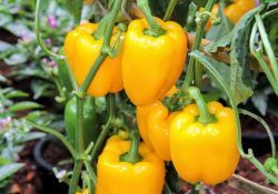 478403895_18120006829426188_5170125783123087335_n