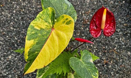 480581729_18058152419301382_3741971371405336822_n (1)