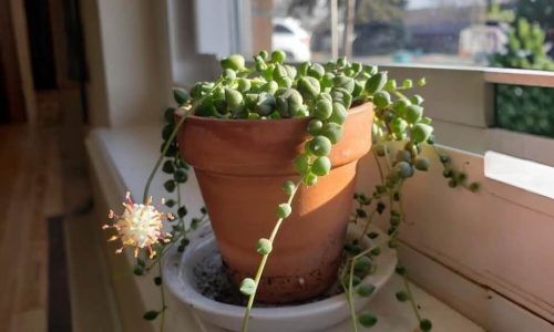 481292585_615301827960794_8227581234824460942_n (1)