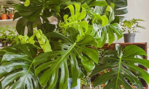 482054041_17944068938950769_7390288177549265671_n (1)