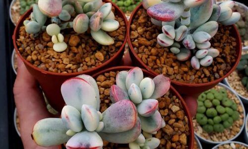 482614734_18110034646476403_14081683835390308_n (1)