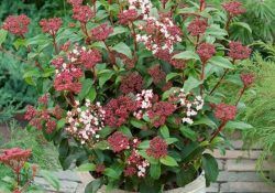 483099414_974040324838673_6021799976937365918_n (1)