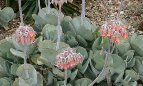 483113459_455144377592464_747284414141868635_n