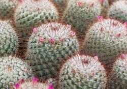 483204459_18492419719003486_461928408834348420_n (1)