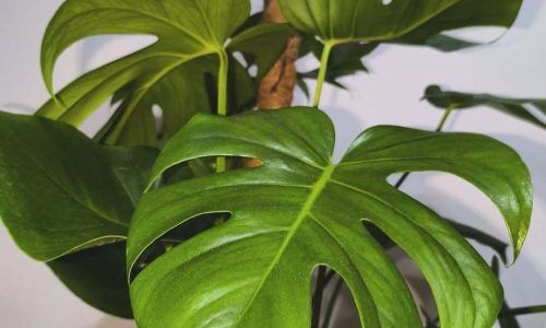 483754149_18056182517135220_8872463997448478186_n