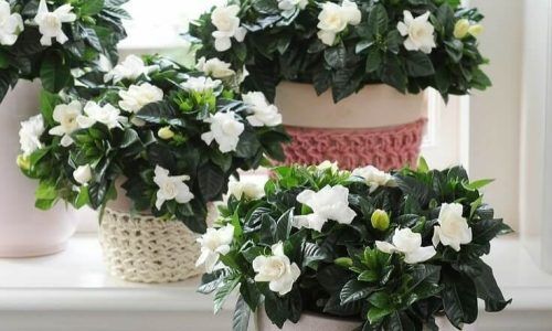 484816248_18052376579181660_5434384812627280397_n (1)