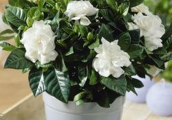 484981949_18052376570181660_7203625989567268054_n (1)