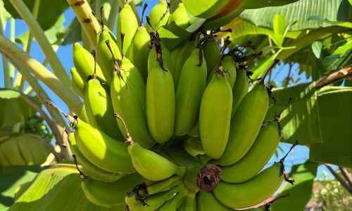 485680021_18490454884030022_4615209706284694142_n (1)