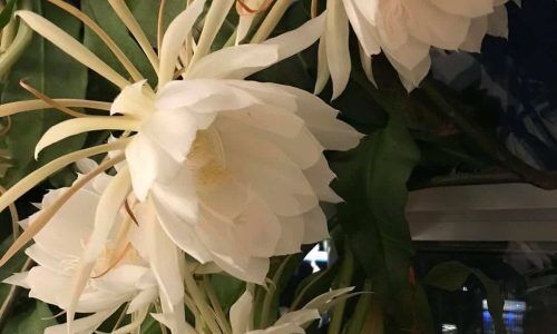 486109314_1485172219149664_6043489749179165956_n (1)