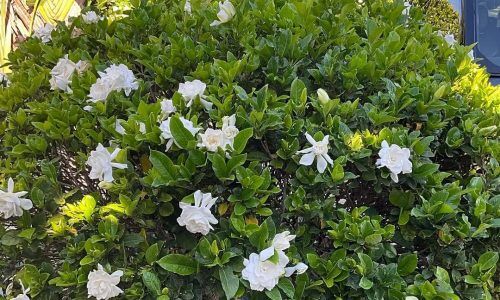 486209953_18308333092231583_8503654448911882863_n (1)