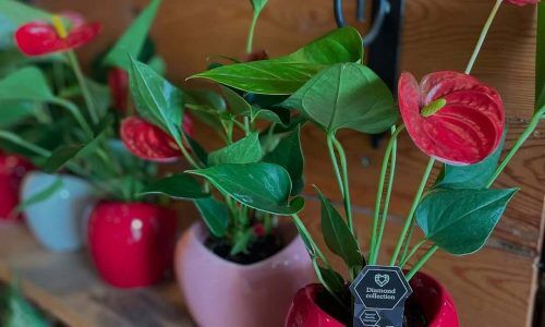 486285904_18452235340079633_4896714647672623423_n (1)