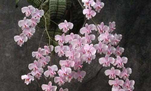 487706123_18129053836413763_7138385833795327867_n (1)