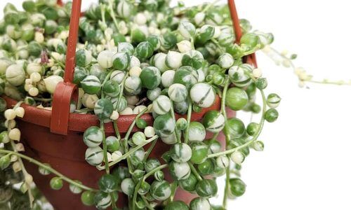 487925686_1185258223392309_4970107174368564461_n (1)