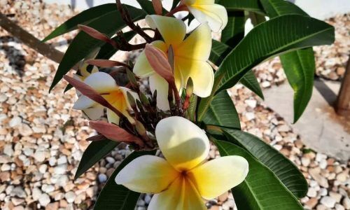 488900113_18499705630012004_1561549771642255860_n