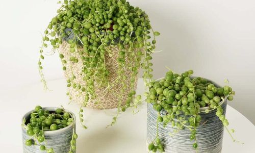 488903384_1188940733024058_6959163934923420330_n (1)