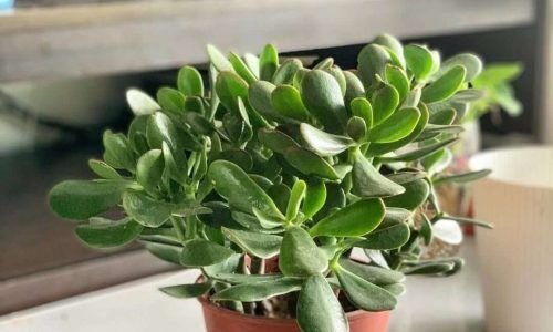 489371415_18222424471289256_5329620343592135411_n (1)