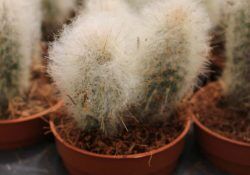 490854426_1081450717343621_8794678226056009242_n (1)