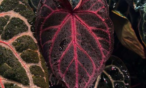 491441718_18044372297579456_8393960131016302396_n (1)