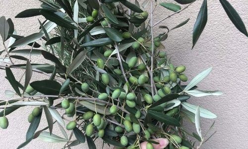 491446051_18497330497056446_5819637782279880465_n (1)