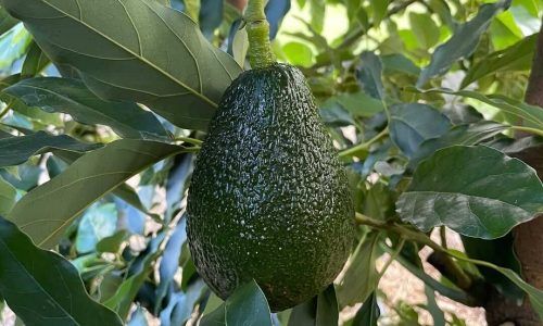 492296866_1501447711189171_990834473433373557_n (1)