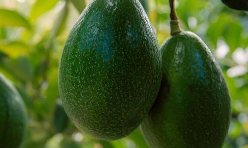 492710996_1501447574522518_8754072201735508362_n (1)