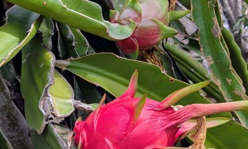 494204478_1118143270357246_4581744117189774444_n (1)