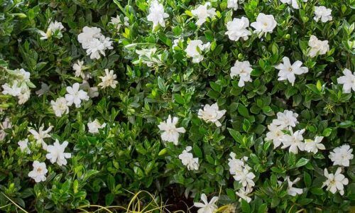 494638193_1228527075947357_3222819061714057150_n (1)