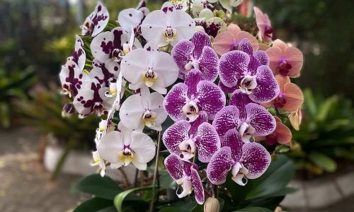 495358371_18151945348371418_653004337429935432_n (1)