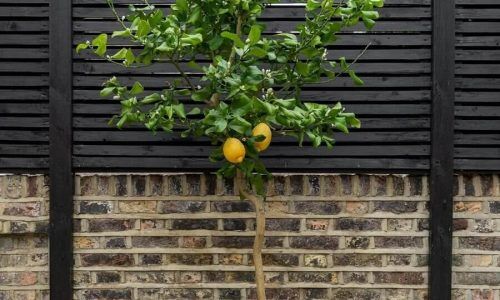 496451911_18059659469153161_3080862703340680972_n (1)