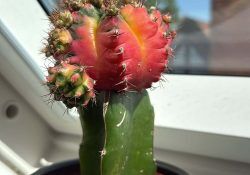 497250440_17990802533804502_3877663116270624308_n (1)