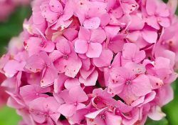 499685593_1658036024848603_1290802774878414569_n