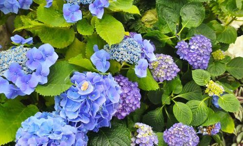 499711497_569985619070280_4209529924500773754_n