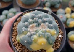 500234657_18501193102003354_7030909807351708072_n (1)