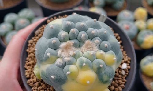 500234657_18501193102003354_7030909807351708072_n (1)