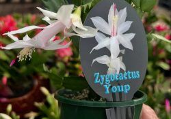 500807513_18511442509010075_5158466232679988504_n (1)