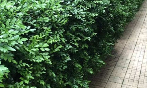 501012435_1659970038043328_7144432841999527947_n