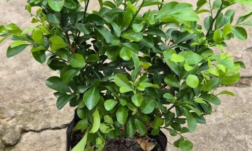 501580593_1893890481464390_6929680739274709820_n