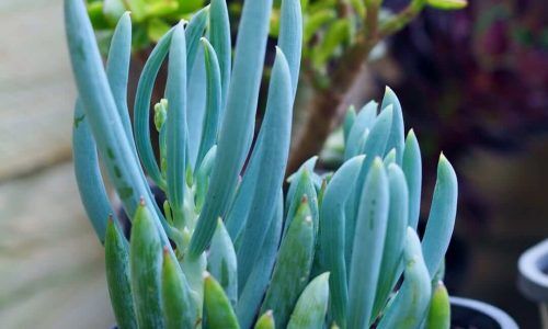 50246548_237744237137646_3065550434769312733_n (1)