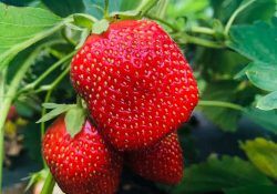 502845908_1030913259174990_7917662211277662790_n (1)