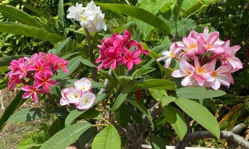 503179624_18295423264219871_7949745773720505195_n (1)