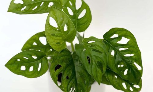 504147227_18137612809407238_984958966340242202_n (1)