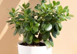 504788283_4178888949010529_7635421657620556425_n (1)