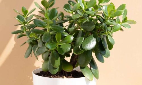 504788283_4178888949010529_7635421657620556425_n (1)