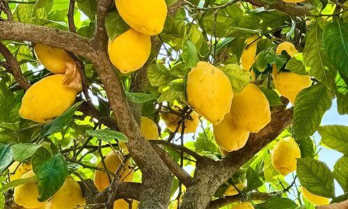 505726467_17889819066264562_8391588152393742486_n (1)