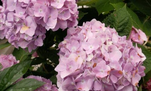 508558000_18505424920023229_8824081539905442017_n (1) (1)