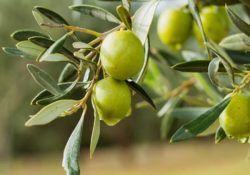 514003997_1334187685379013_3586352287523970961_n (1)