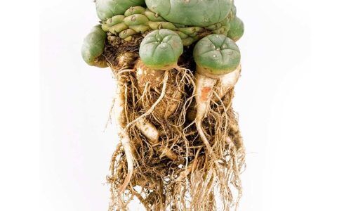 514349880_1325051432958254_5949140339493930430_n (1)